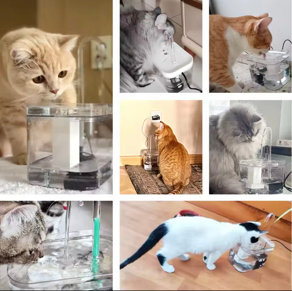 Fontaine d'eau pour chat